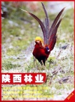 陕西林业
